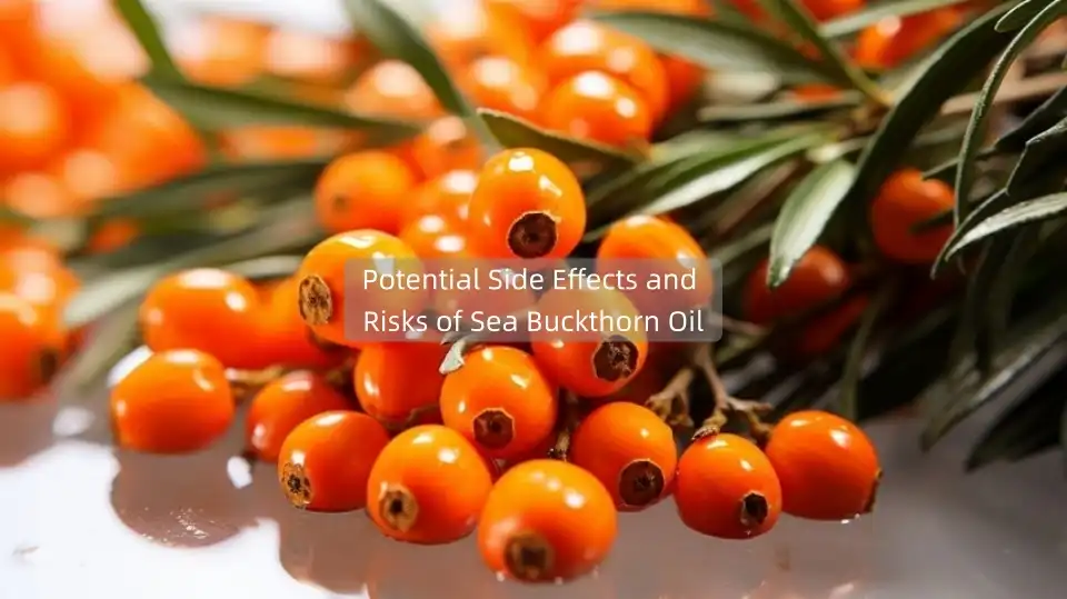 Potential Side Effects and Risks of Sea Buckthorn Oil